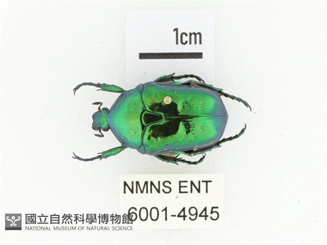 藍艷白點花金龜藏品圖，第1張