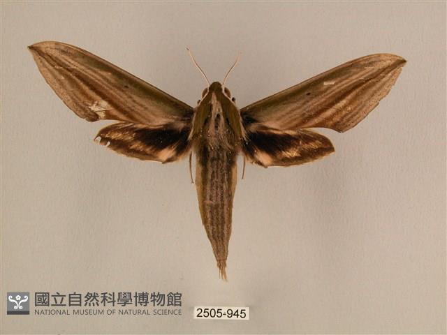 棕綠背線天蛾藏品圖，第1張