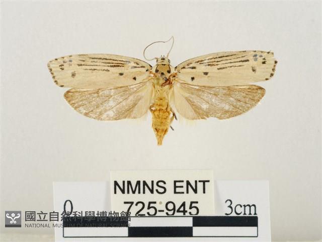 線紋篩蛾藏品圖，第1張