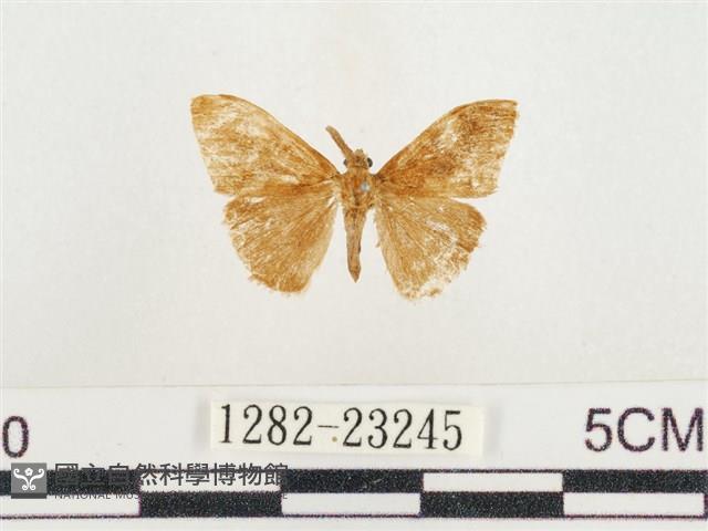 小白紋毒蛾藏品圖，第1張