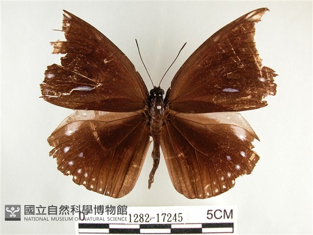 圓翅紫斑蝶藏品圖，第1張