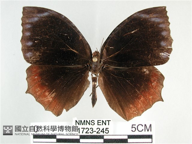 藍紋鋸眼蝶藏品圖，第1張