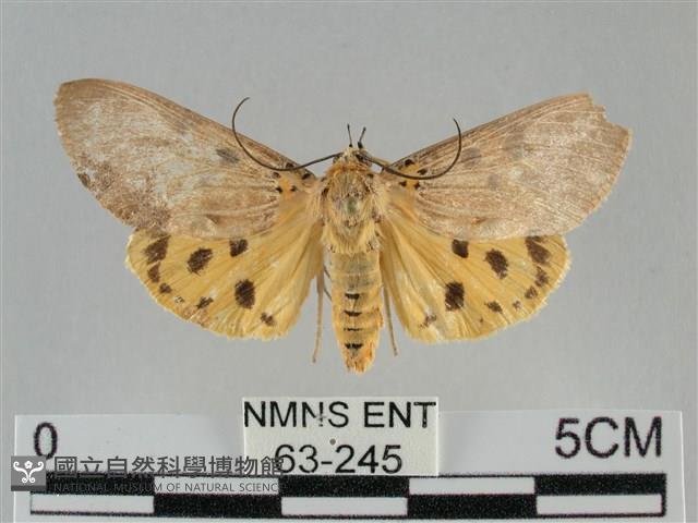 一點擬燈蛾藏品圖，第1張