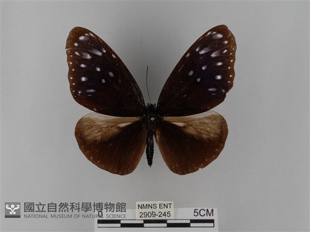 異紋紫斑蝶藏品圖，第1張