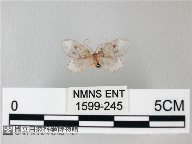 臺灣卵翅蛾藏品圖，第1張