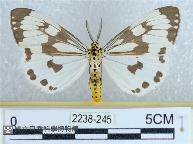 粉蝶燈蛾藏品圖，第1張