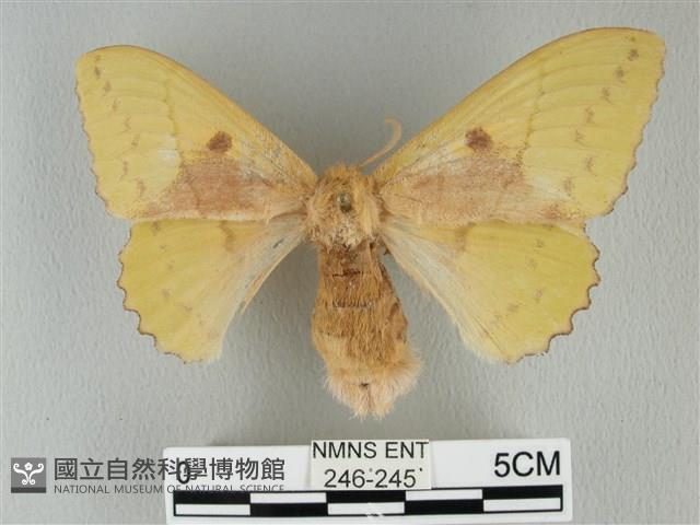 青枯葉蛾藏品圖，第1張