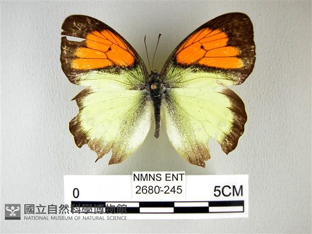 異粉蝶、雌白黃蝶藏品圖，第1張