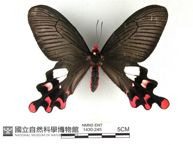 多姿麝鳳蝶藏品圖，第1張