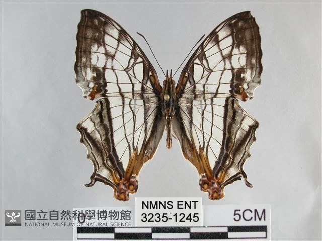 網絲蛺蝶、石牆蝶藏品圖，第1張