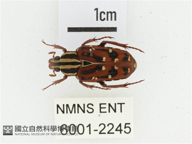 巴蘭陷紋金龜藏品圖，第1張