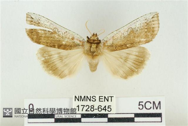 臺洒波紋蛾藏品圖，第1張
