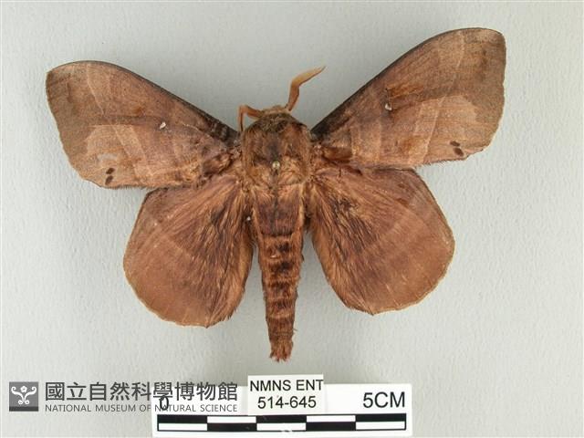 松大毛蟲藏品圖，第1張