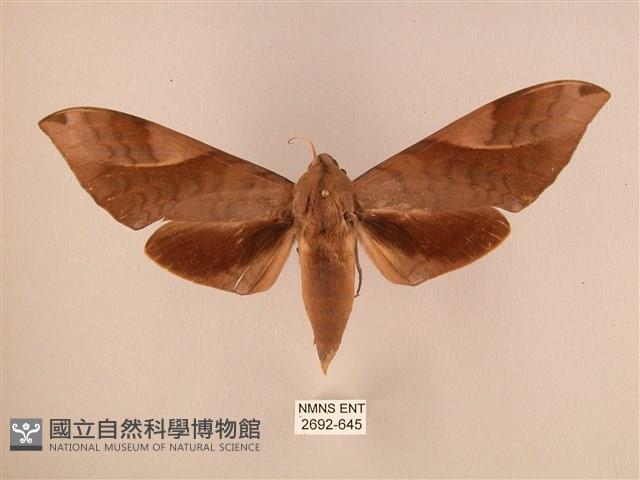 波紋豆天蛾藏品圖，第1張