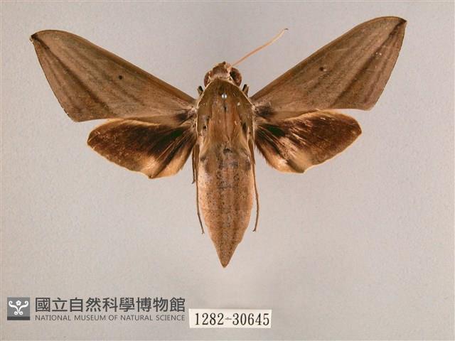 背帶斜紋天蛾藏品圖，第1張