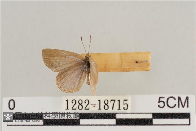 藍灰蝶沖繩亞種藏品圖，第1張
