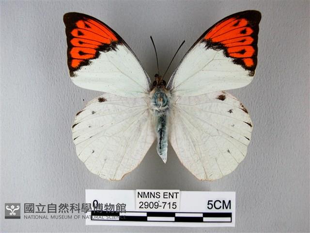 橙端粉蝶、端紅蝶藏品圖，第1張