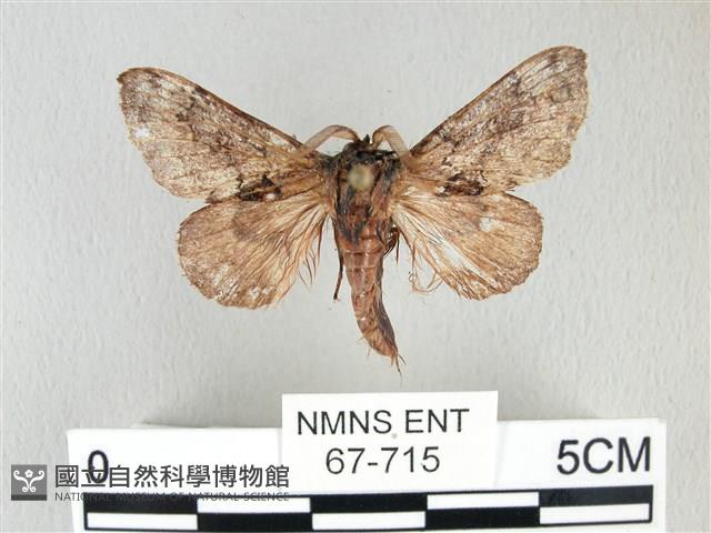 銀肩枯葉蛾藏品圖，第1張