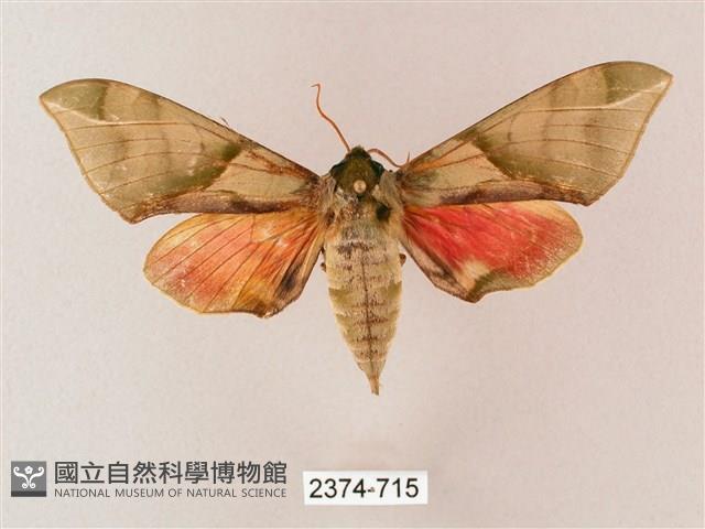 榆綠天蛾藏品圖，第1張