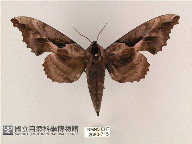 盾天蛾藏品圖，第1張