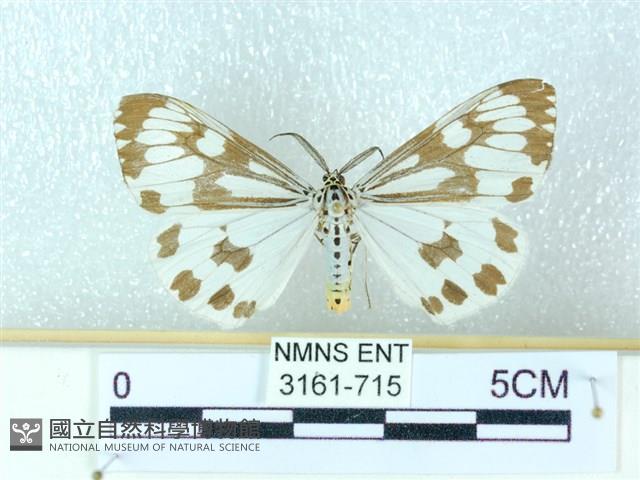 粉蝶燈蛾藏品圖，第1張