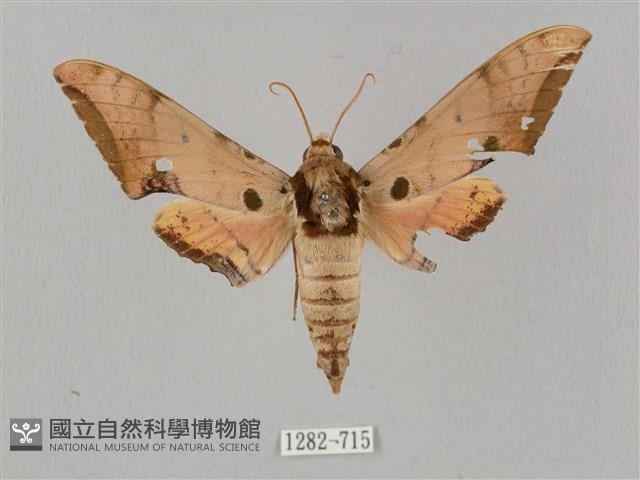 廣東鷹翅天蛾藏品圖，第1張