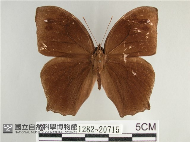 森林暮眼蝶、黑樹蔭蝶藏品圖，第1張
