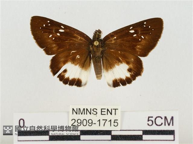 熱帶白裙弄蝶藏品圖，第1張