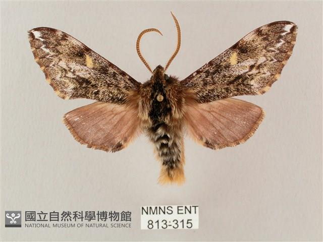 井上氏絨毛天蛾藏品圖，第1張