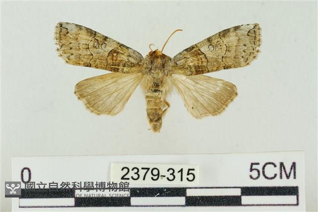 帶波紋蛾藏品圖，第1張