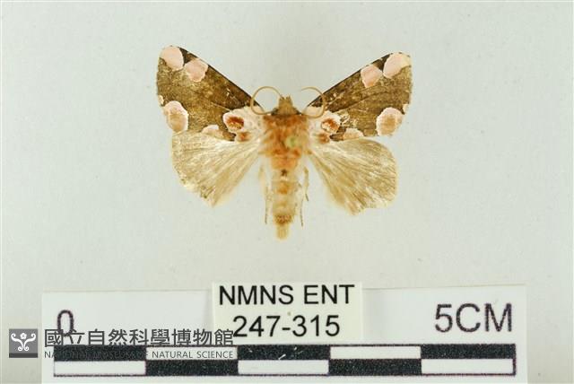 大斑波紋蛾藏品圖，第1張