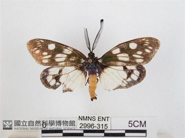 蓬萊茶斑蛾藏品圖，第1張