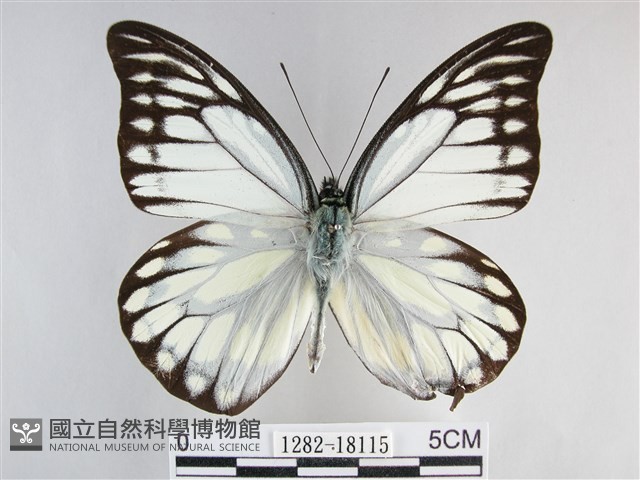 鋸粉蝶藏品圖，第1張