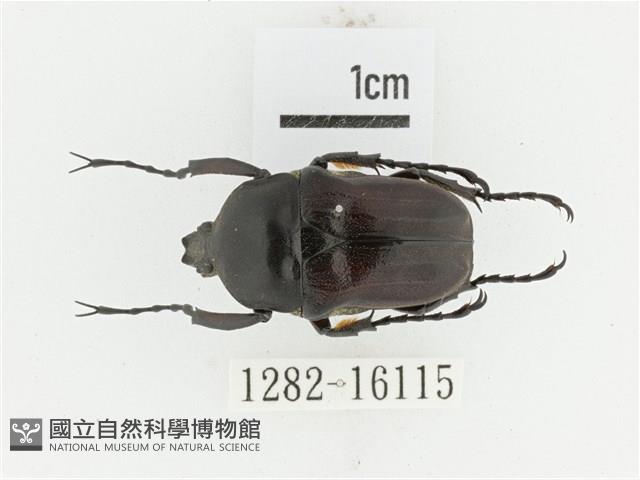 曹德褐騷金龜藏品圖，第1張