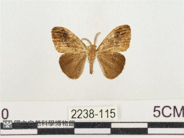 小白紋毒蛾藏品圖，第1張