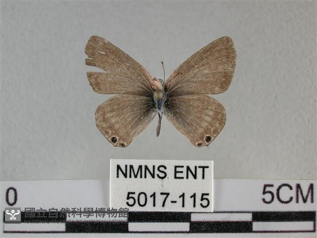 豆波灰蝶藏品圖，第1張