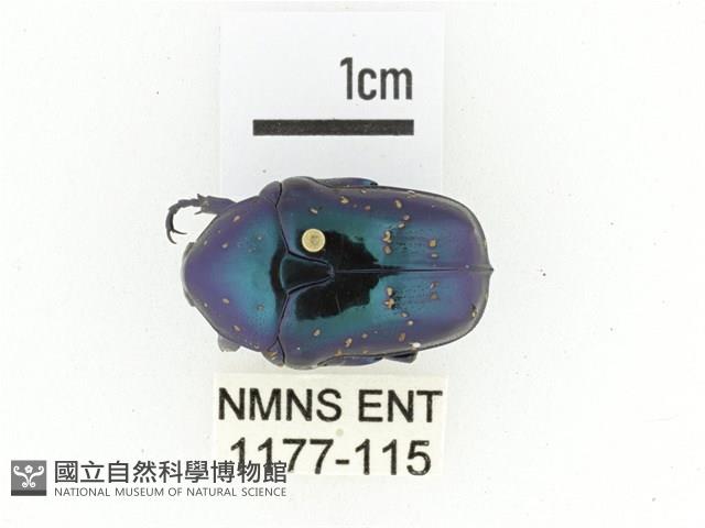 藍艷白點花金龜藏品圖，第1張