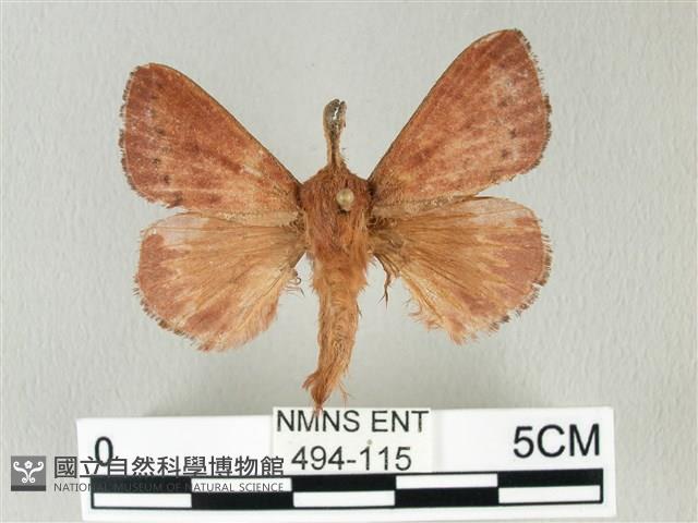 馬尾松枯葉蛾藏品圖，第1張