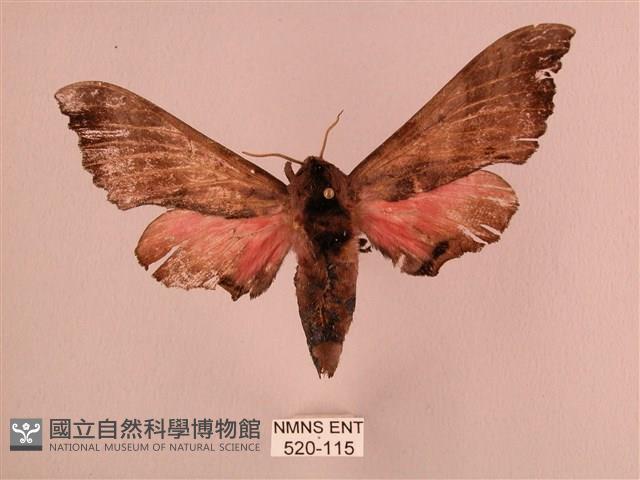 桃紅六點天蛾藏品圖，第1張