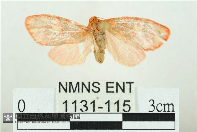 三色豔苔蛾藏品圖，第1張