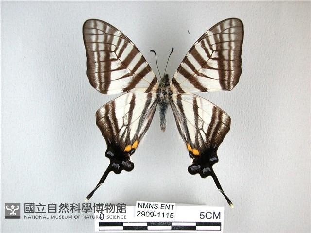 劍鳳蝶藏品圖，第1張