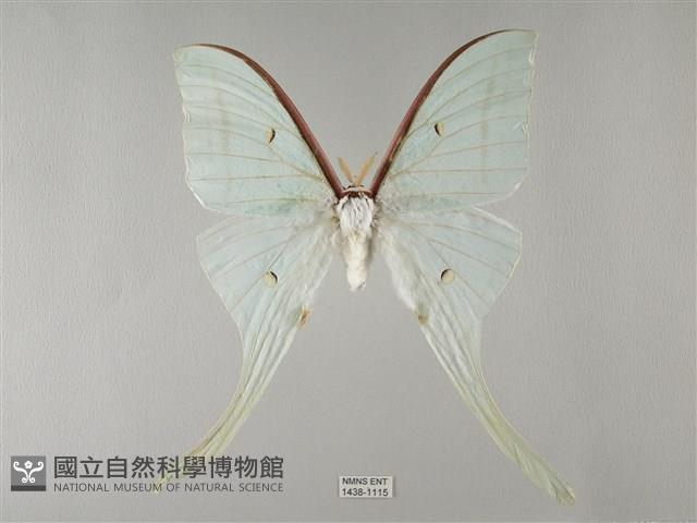 長尾水青蛾藏品圖，第1張