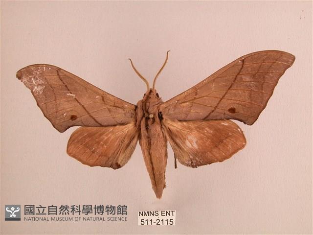 直翅六點天蛾藏品圖，第1張