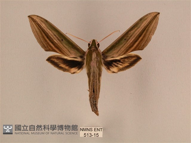 棕綠背線天蛾藏品圖，第1張