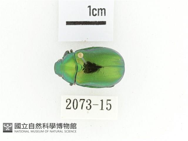 艷金龜藏品圖，第1張