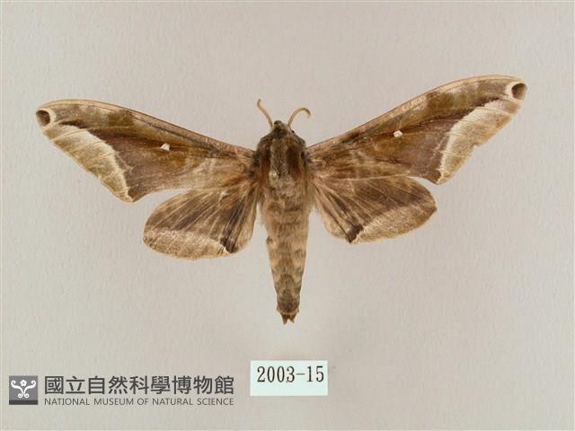 白點天蛾 藏品圖，第1張