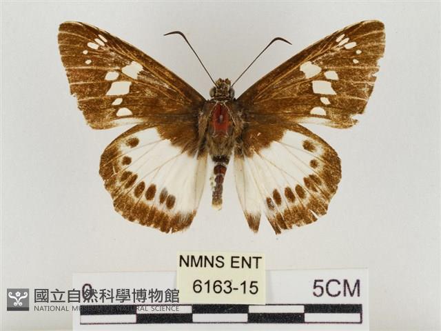 臺灣颯弄蝶藏品圖，第1張