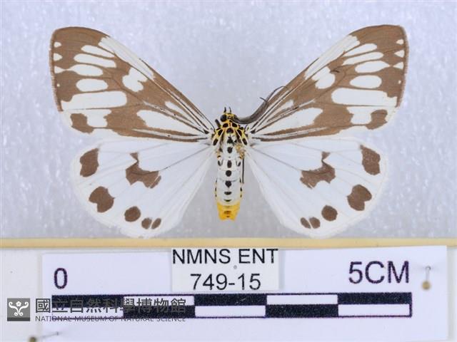 粉蝶燈蛾藏品圖，第1張