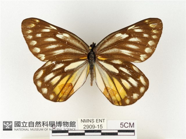 黃裙豔粉蝶藏品圖，第1張