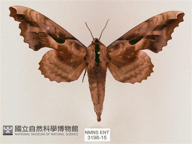 盾天蛾藏品圖，第1張